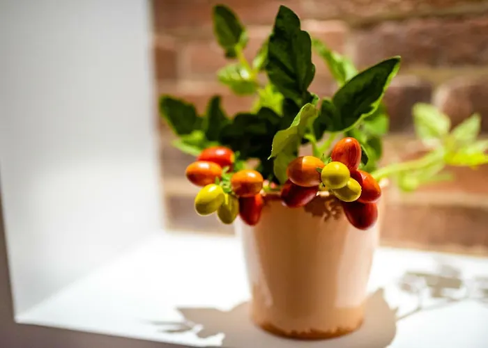 Alojamento de Acomodação e Pequeno-almoço Maria Pia